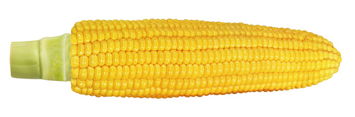 トウモロコシのイラスト