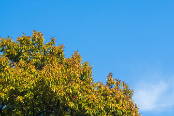 Obraz premium 冬の澄んだ青空と雲と木16