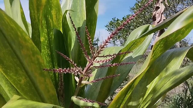 Cordyline fruticosa, Ti plant, Asparagaceae. Lg herb, shrub native to Papua New Guinea Polynesia. Flowers white or pink, edible rhizome. Cordyline fruticosa is an evergreen flowering plant