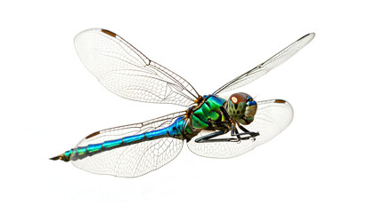 Vibrant Blue and Green Dragonfly
Iridescent Dragonfly on White