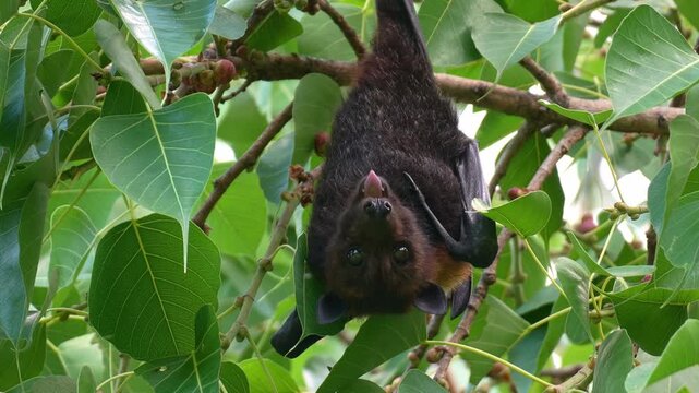 A wild flying fox hangs upside down from a branch under the canopy, spitting out fibrous fruit pulp after chewing and extracting the juice, slow motion close up shot of fruit bat native to Australia.