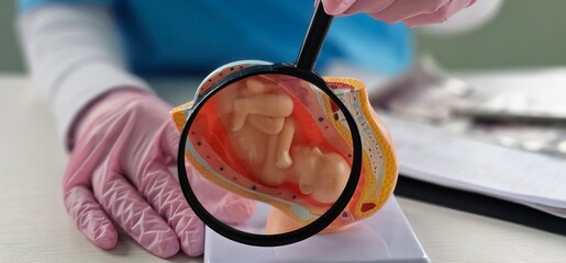 A doctor looks at a model of a human embryo using a magnifying glass