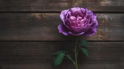 A single purple rose rests on an aged wooden surface with visible grain and knots,