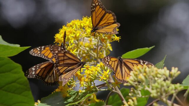 CLOSE UP ZOOM OUT SHOT OF MONARCH BUTTERFLIES AT EL ROSARIO SANCTUARY IN MICHOAC&Aacute;N