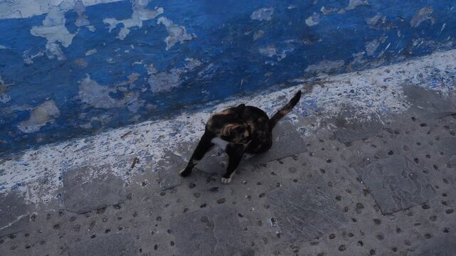 A beautiful dark multicolored cat is sitting near a blue wall and looking all around.