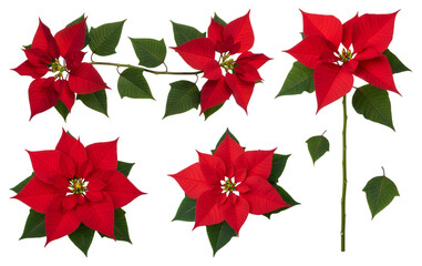 Red Poinsettia Flowers Set (Euphorbia pulcherrima) Isolated on Transparent Background