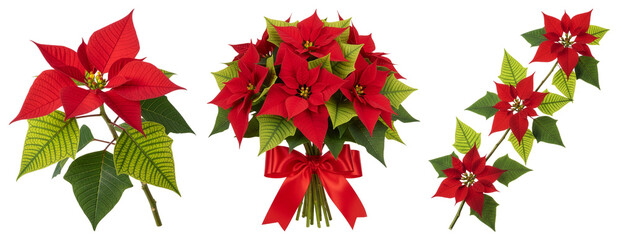 Red Poinsettia Flowers and Bouquet (Euphorbia pulcherrima) Isolated on Transparent Background
