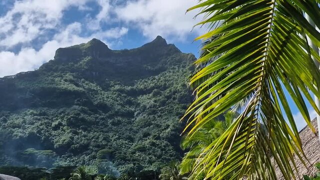Tropical Lush of Bora Bora Island and French Polynesia, Rainforest on Volcanic Hills and Palm Tree