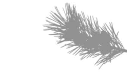 Pine Tree Needle Branch Shadow Overlay isolated on a transparent background 