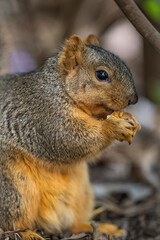 squirrel eating nut