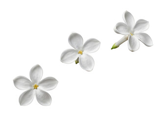 Fototapeta premium Three delicate white jasmine flowers isolated on a transparent background, showcasing their intricate petals and natural beauty