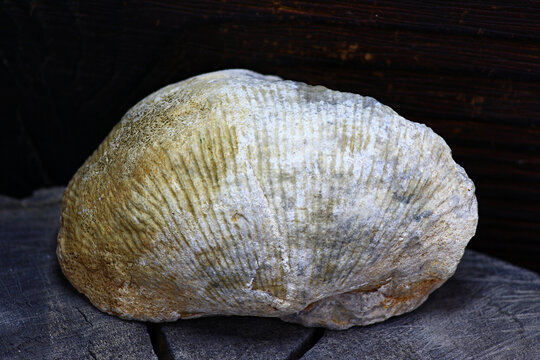 Silicified brachiopod fossil texture, a specimen from Central Russia, showcasing ancient marine life preserved in stone detail