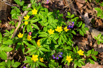 Vibrant yellow wood anemones bloom beside rich purple lungwort amid fresh green foliage on the forest floor