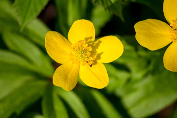 Fototapeta premium Bright yellow Anemone (Anemone ranunculoides) blooms shine vibrantly against a lush, blurred green forest floor background, capturing springtime's fresh beauty