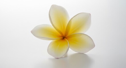 Delicate white frangipani bloom softly glowing under gentle studio light creating a peaceful minimalist aesthetic. AI Generated