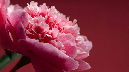 Vibrant Pink Peony Flower Close-up Against Solid Red Background