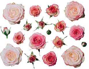 Fototapeta premium Seamless vector pattern of red and pink rose flowers for a romantic background