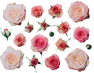 Seamless vector pattern of red and pink rose flowers for a romantic background