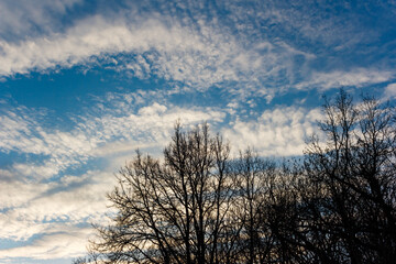 Striking silhouette of bare winter tree crowns against a vibrant blue sky dotted with streaky white altocumulus clouds, golden hour glow subtle