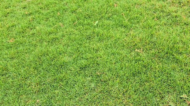 Vibrant green grass texture viewed from above A clean static shot perfect for backgrounds and text overlays representing nature growth and health