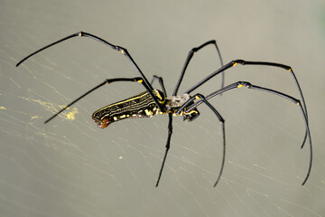 Golden Orb Spider on Web in Natural Light and natural environment