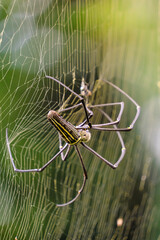 Spider on Web in Natural Green Environment and make spider webs naturally