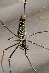 Spider on Web in Natural Green Environment and make spider webs naturally