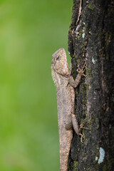 The Lizard Climbing Tree Trunk in Natural Habitat. Showing detailed scales and natural wildlife behavior.