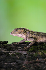 Fototapeta premium The Lizard Resting on Mossy Log in Natural Habitat showing calm wildlife behavior in a forest environment.