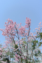 Pink Cherry Blossoms Against Blue Sky on a Spring Day