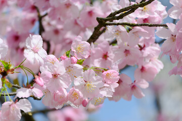 Pink Cherry Blossoms Against Blue Sky on a Spring Day