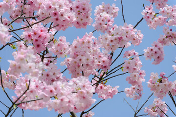 Pink Cherry Blossoms Against Blue Sky on a Spring Day