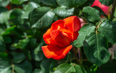 Roses blooming in the garden outdoors. Beautiful flowers.