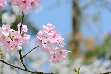 Close-Up of Pink Cherry Blossoms on a Branch with Bokeh