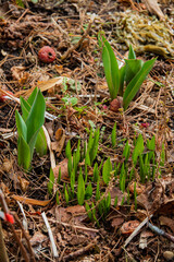 Bright green shoots break through the soil, announcing spring's arrival in a garden setting