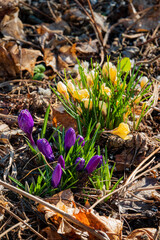 Purple and yellow crocuses emerge from soft earth, amid fallen leaves, signaling spring
