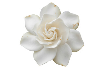 Single beautiful white gardenia flower in full bloom isolated on a transparent background