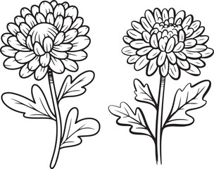 Chrysanthemum flowers black outline set, hand drawn vector floral elements with line art