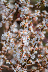Beautiful branches adorned with white blossoms create a peaceful spring atmosphere