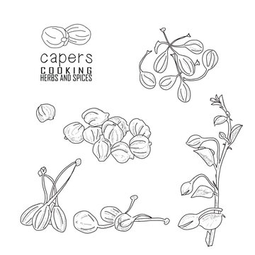 Hand-drawn capers with a line art engraved style.