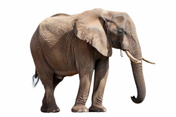 Obraz premium A majestic African elephant stands proudly against a clean white backdrop, showcasing its weathered skin and powerful presence. Evokes a sense of wildness and age.