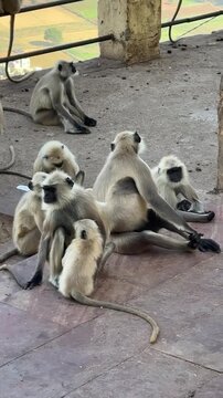Close up shot of a mother langoor sitting with other langoors and feeding her baby langoor
