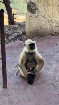 Close up shot of a mother langoor sitting and feeding her baby in her arms