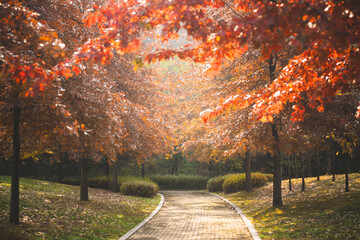 공원의 단풍나무 사이로 나있는 산책로