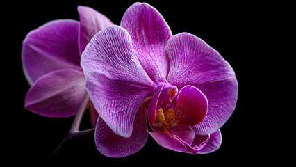 Vibrant Purple Orchid Flowers Isolated on Black Background, Close-up View of Exotic Blooming Plant