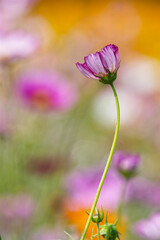Cosmos Flower Standing Alone in Soft Dreamy Meadow
