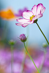 Elegant Cosmos Flower in Soft Blue and Pink Background (Vertical)
