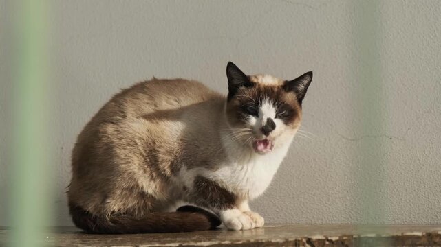 a beautiful cat meowing softly while sitting peacefully in the warm morning sun. Captured in slow motion, it conveys domestic joy, warmth, and communication.
