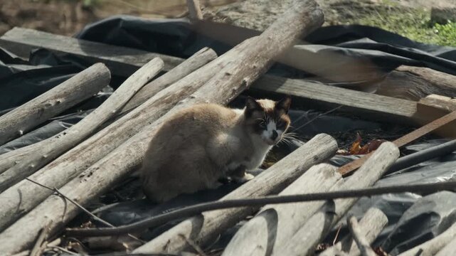 A cinematic slow-motion, medium shot of a domestic cat sitting calmly among rough wooden logs and black plastic sheeting outdoors.