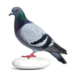 Fototapeta premium Bird portrait isolated on white with details of feathers and standing on a smooth stone